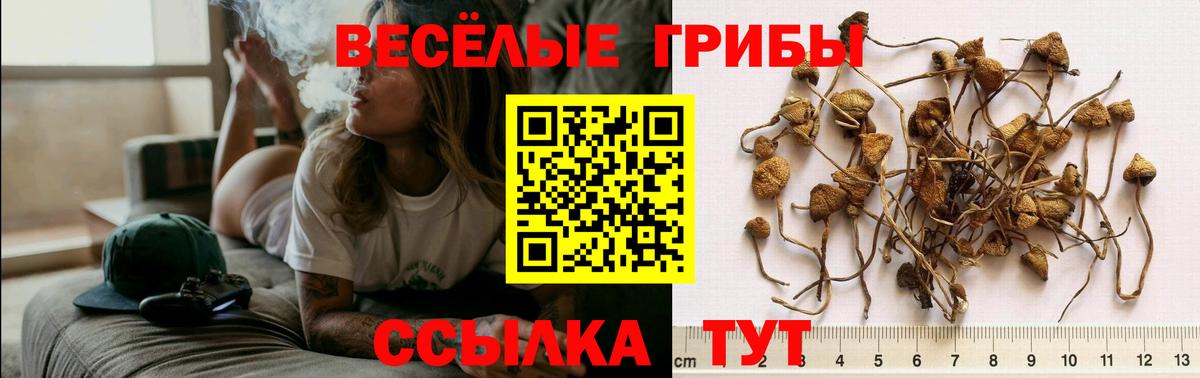 Галлюциногенные грибы Magic Shrooms Саки